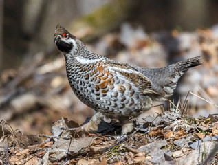 Grouse