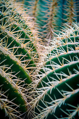 Cactus Close Up. Nature background.