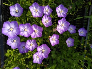 blue flowers in the garden