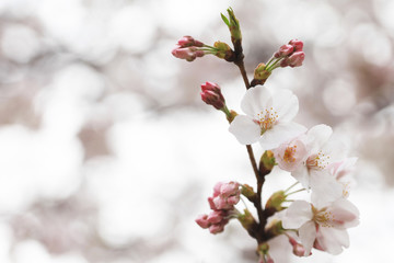 桜の花（ソメイヨシノ）