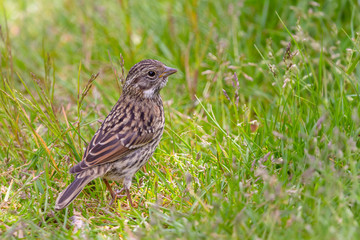 Young Rufous-collared Sparrow on the grass (Zonotrichia capensis australis)