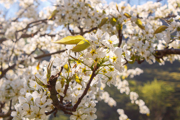 Cherry Blossom with Soft focus and color filter, Sakura season Background.