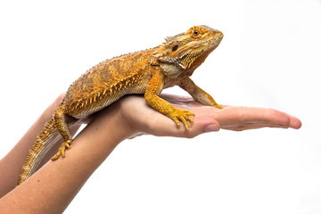 Obraz premium Yellow Iguana on the hands of a human