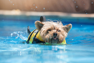 Happy Yorkshire swimming in recreation pool