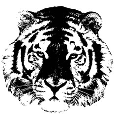 Head of a beautiful tiger, closeup illustration
