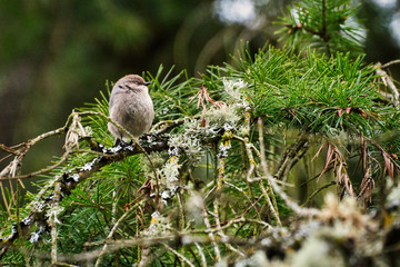 2020-03-29 A COMMON STARLING ON A BRANCH ALONE