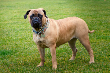 2020-03-30 A FEMALE BULLMASTIFF STANDING ON A GREEN LAWN ON MERCER ISLAND WASHINGTO
