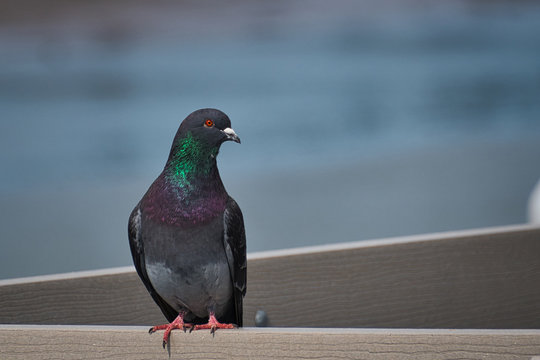 2020-03-30 A ISOLATED PIEGON SITTING ON A RAIL IN LA CONNOR WASHINGTON
