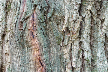 Texture oak bark, large tree.
