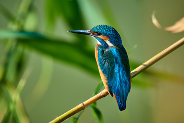 The common kingfisher sitting on the branch.  The common kingfisher (Alcedo atthis) also known as the Eurasian kingfisher or river kingfisher.  Atyrau Region. Kazakhstan. 