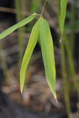 Fish-pole Japanese bamboo