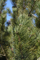 Bosnian pine