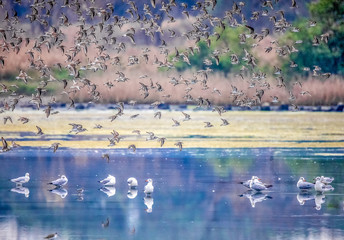 Seagulls on the lake