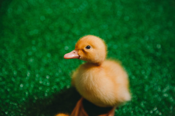 cute duckling in the grass