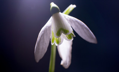 Obraz premium beautiful white snowdrop. On a black and colored background.
