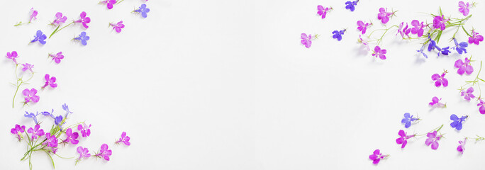 lobelia flowers on white background