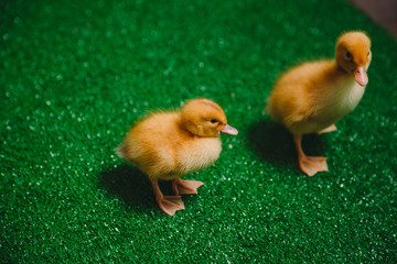 easter collection, duckling on the grass