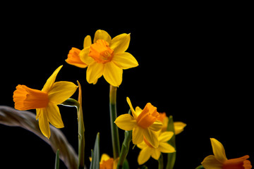 
flowers on a black background,
hippeastrum on a black background,
orchid on a black background