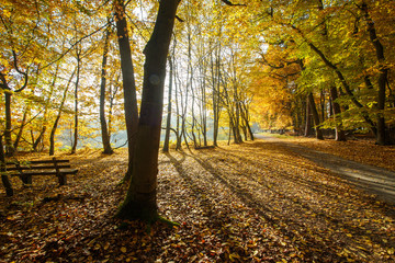 Fototapeta na wymiar Golden back light on an autumn morning in the forest by a lake
