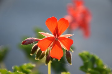 Fleurs au soleil et de nuit © Thomas
