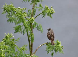 A song sparrow (Melospiza melodia) perched on a green plant of non-native poison hemlock (Conium maculatum) near Struve Slough in California.
