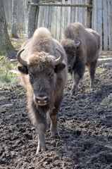 Аurochs, bison. National reserve Smolensk Lakeland. Bison in natural habitat