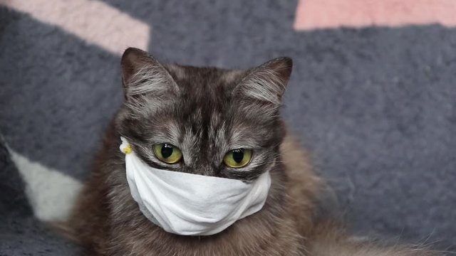 Coronavirus be healthy don't get sick, wear a mask like this cat