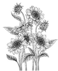 Sketch Floral decorative set. Sunflower drawings. Black and white with line art isolated on white backgrounds. Hand Drawn Botanical Illustrations. Elements vector.