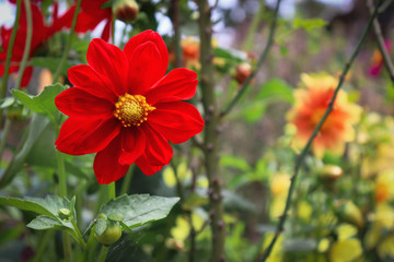 Close view of red dahlia blossom in a blurry background.Dahlia coccinea is a species in the genus Dahlia, in the family Asteraceae. Its common name is red dahlia.