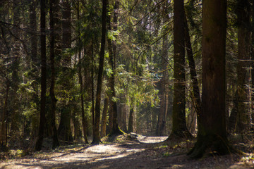 fir trees and sun light in the National Park Elk Island