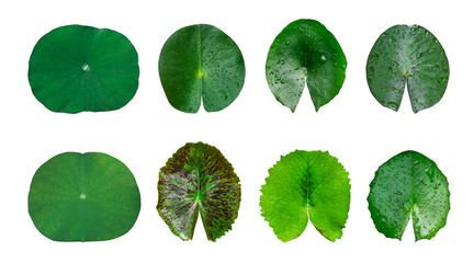 Three Lotus leaves on a white isolated background.