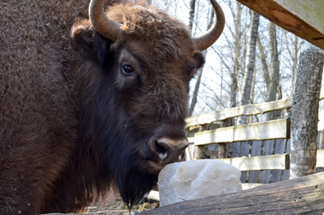 Аurochs, bison. National reserve Smolensk Lakeland. Bison in natural habitat
