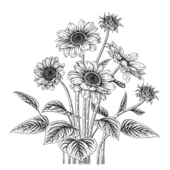 Sketch Floral decorative set. Sunflower drawings. Black and white with line art isolated on white backgrounds. Hand Drawn Botanical Illustrations. Elements vector.