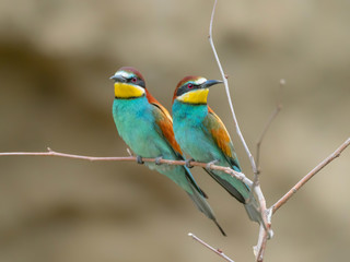 Beautiful colorful enamoured couple of bee-eaters, Merops apiaster, Dobrogea, Romania