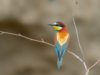 European Bee-eater, beautiful colored bird sitting on a twig, Merops apiaster, Dobrogea, Romania