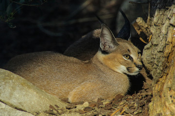 Caracal, ménagerie du jardin des plantes, paris