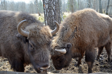 Аurochs, bison. National reserve Smolensk Lakeland. Bison in natural habitat