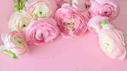 Pastel pink ranunculus or buttercups on the pink background. Bouquet of spring ranunculus closeup, top view. Nice greeting card for any spring holiday.