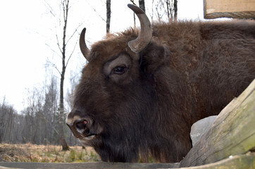 Аurochs, bison. National reserve Smolensk Lakeland. Bison in natural habitat