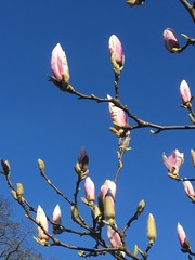 branch of a tree