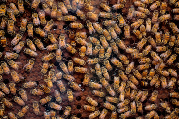 bees flying on a honeycomb
