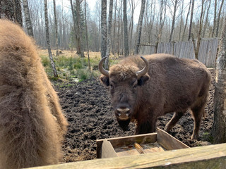 Fototapeta premium Аurochs, bison. National reserve Smolensk Lakeland. Bison in natural habitat