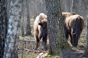 Аurochs, bison. National reserve Smolensk Lakeland. Bison in natural habitat