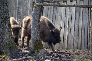 Fototapeta premium Аurochs, bison. National reserve Smolensk Lakeland. Bison in natural habitat