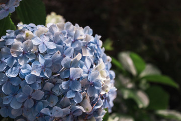 Brazilian Nature Landscapes River Farm Animals