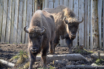 Аurochs, bison. National reserve Smolensk Lakeland. Bison in natural habitat