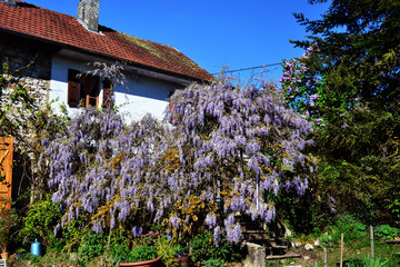 Novalaise, France - April 28th 2017 : View of a beautiful old sunny house, with a massive wisteria in front.