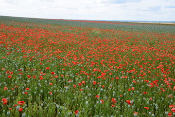 Coquelicots