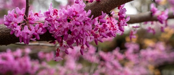 The rising sun redbud flowering tree