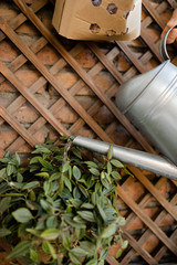 Stock photo of a woman watering plants in the city.